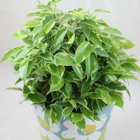 Ficus benjamina babilatos