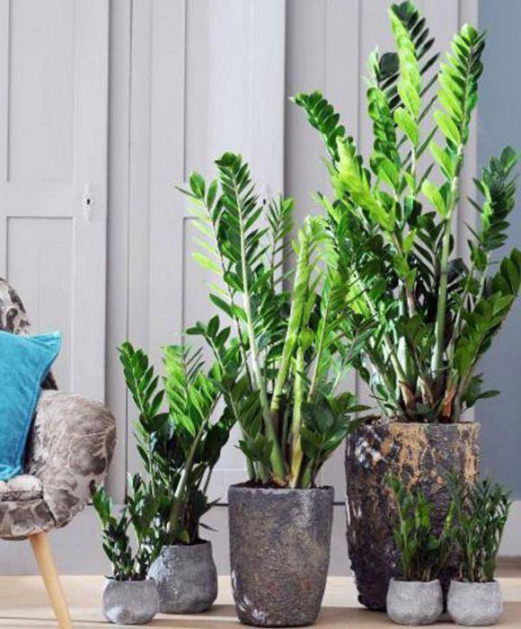 Como se cuida la planta zamioculca