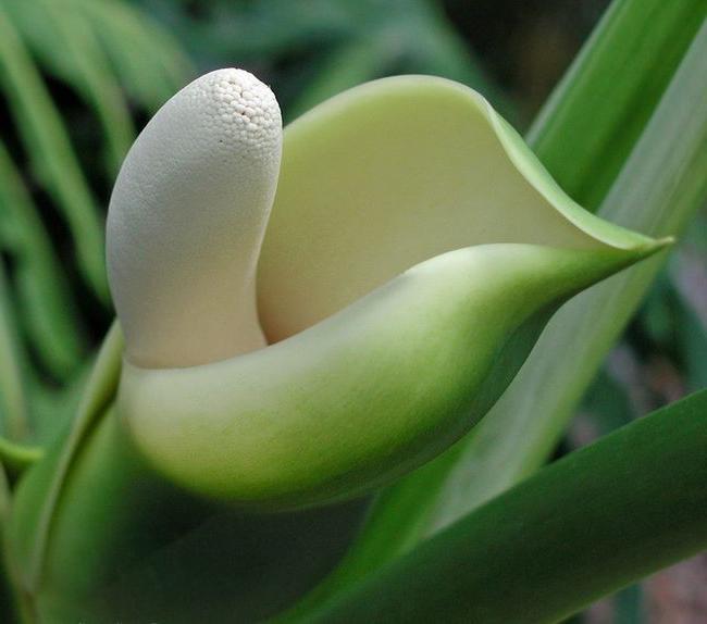 Tipos de zamioculca