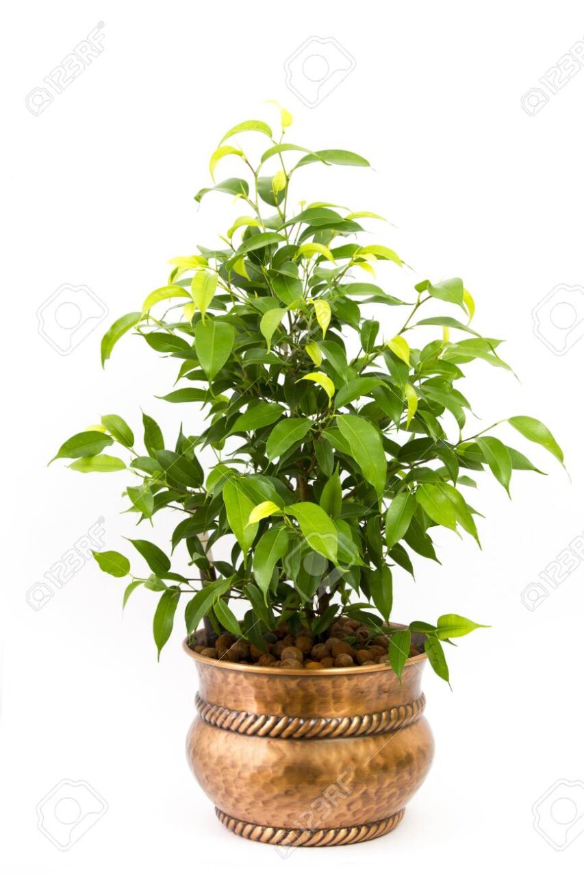 El libro del ficus benjamina