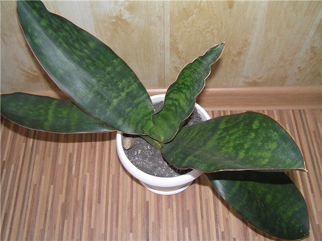 Sanseviera hojas curvadas