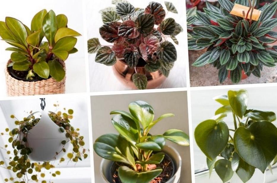 Peperomia en terrario