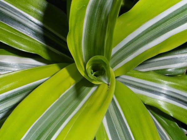 Dracena lemon multiplicacion
