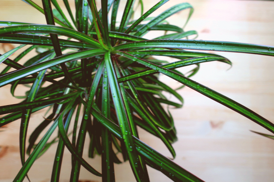 Kokedama dracena marginata gran