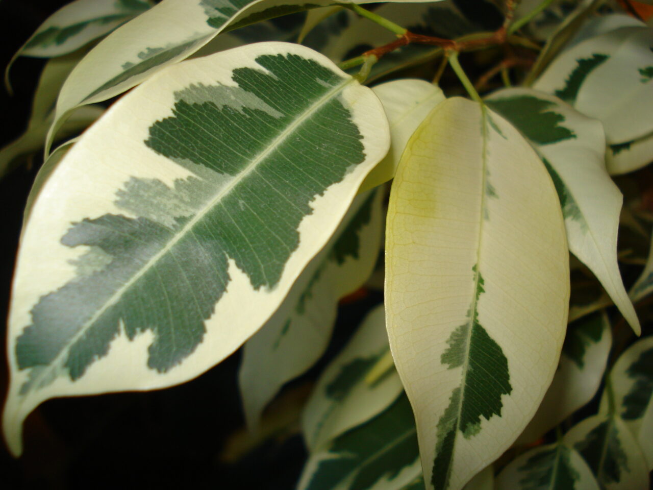 Ficus benjamina cae hojas