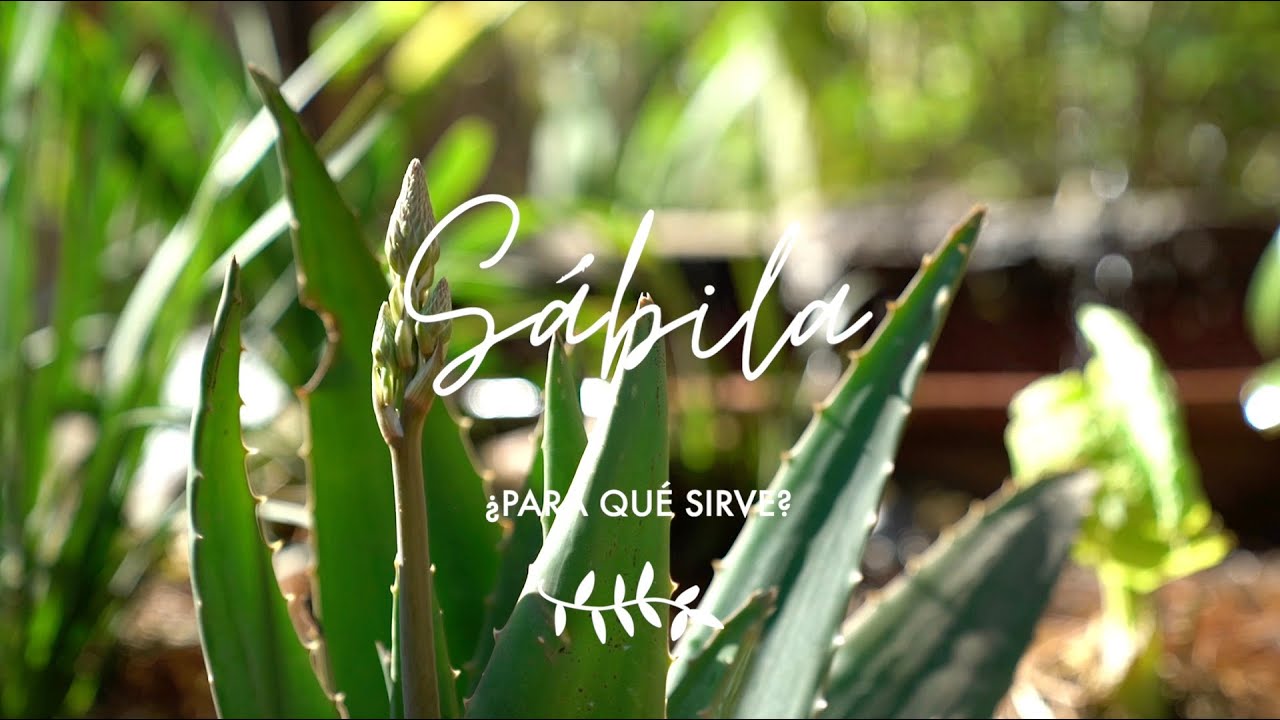 Para que sirve el aloe vera