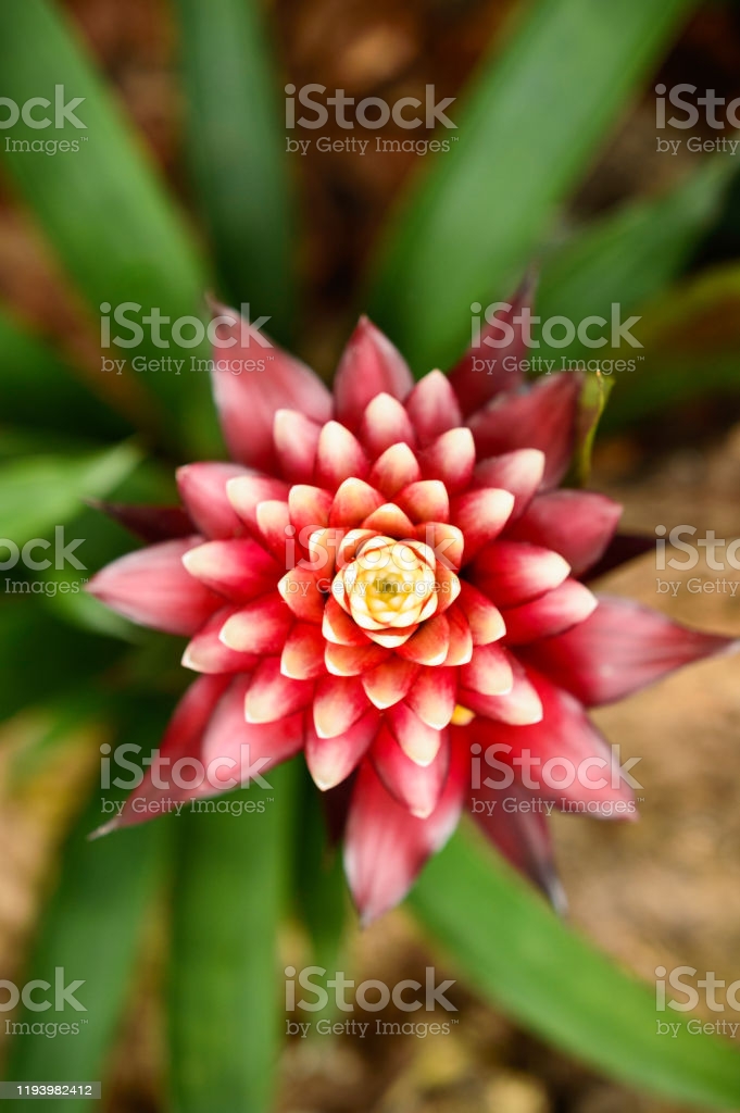Planta bromelia flor roja