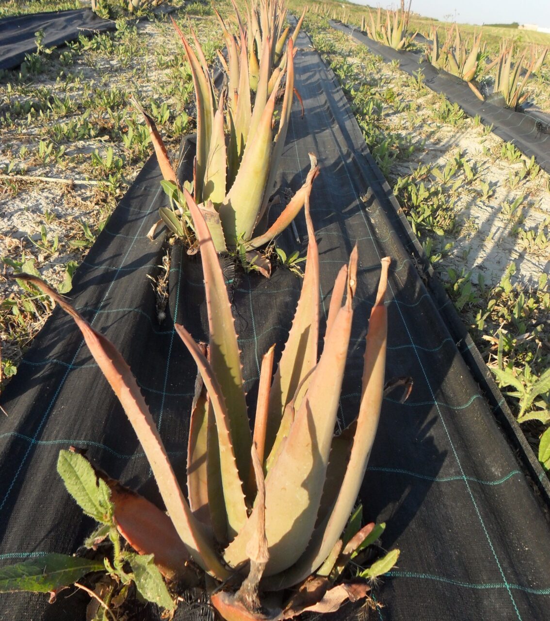 Aloe vera exterior invierno