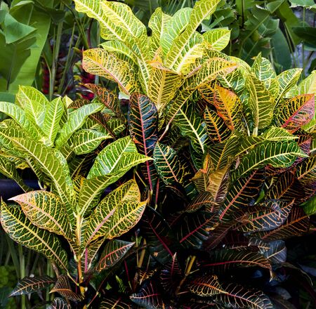 El croton de los helechos