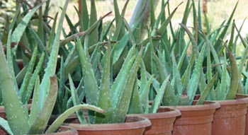 Como transplantar hijos aloe vera