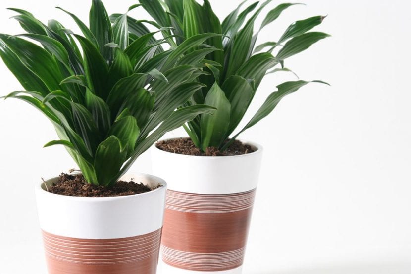 Reproducir dracena marginata