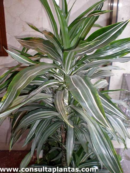 Dracena sanderiana cuidados