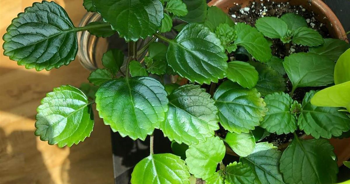 La planta del dinero echa flores