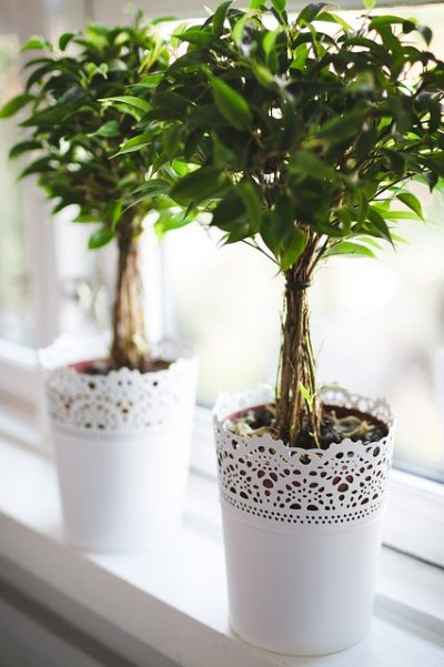Riego ficus benjamina interior