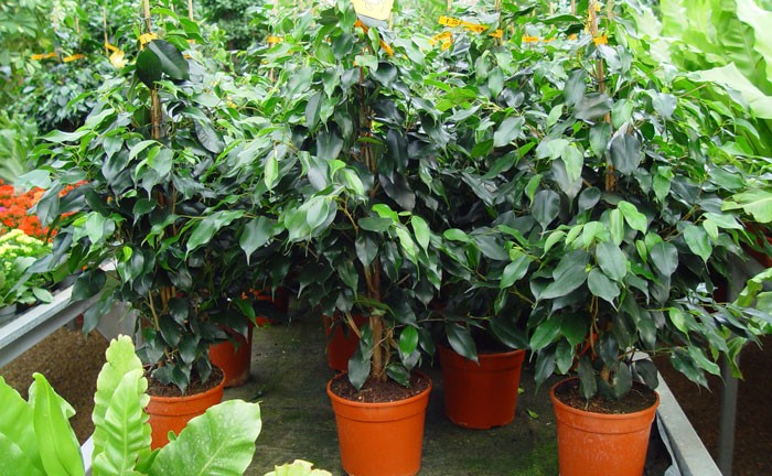 Ficus benjamina que tipo demultiplicacion