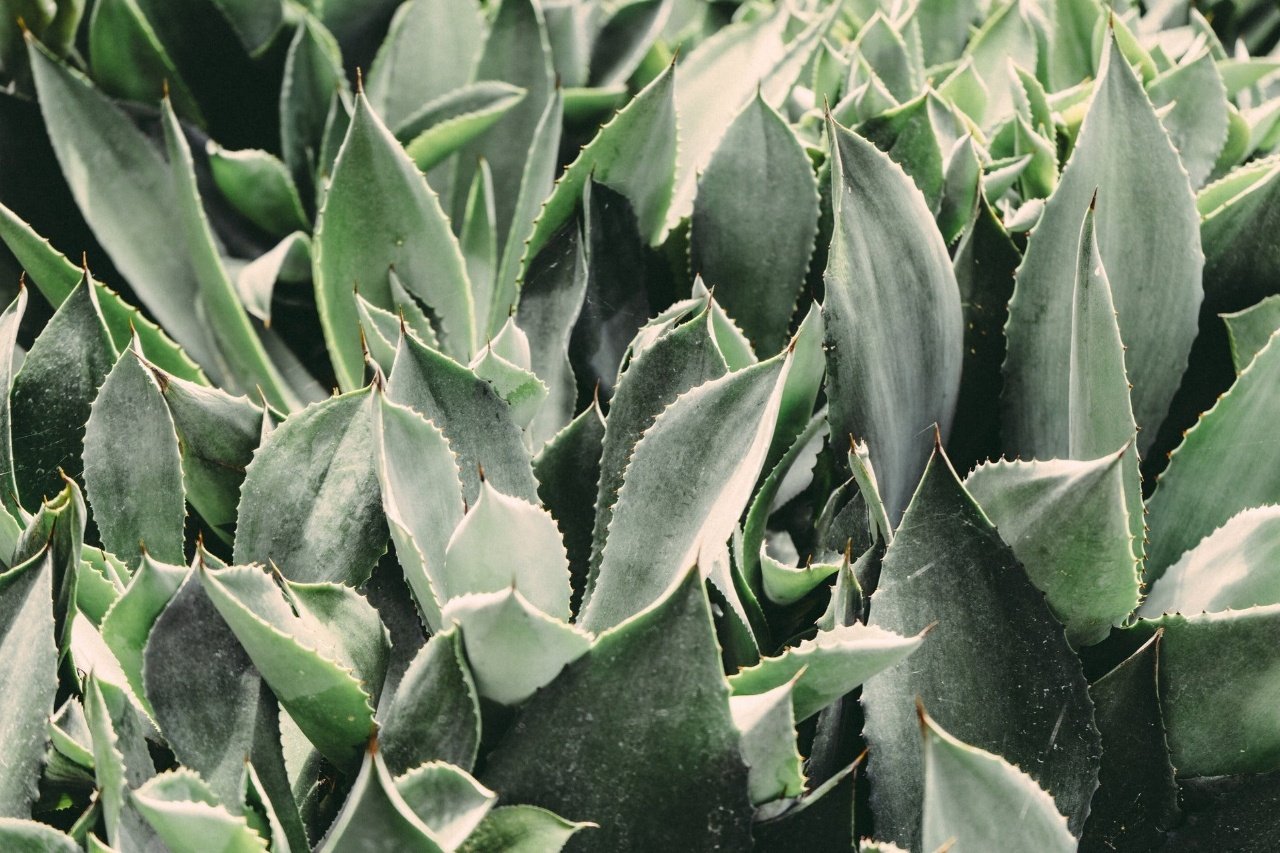 Museo aloe vera la esperanza