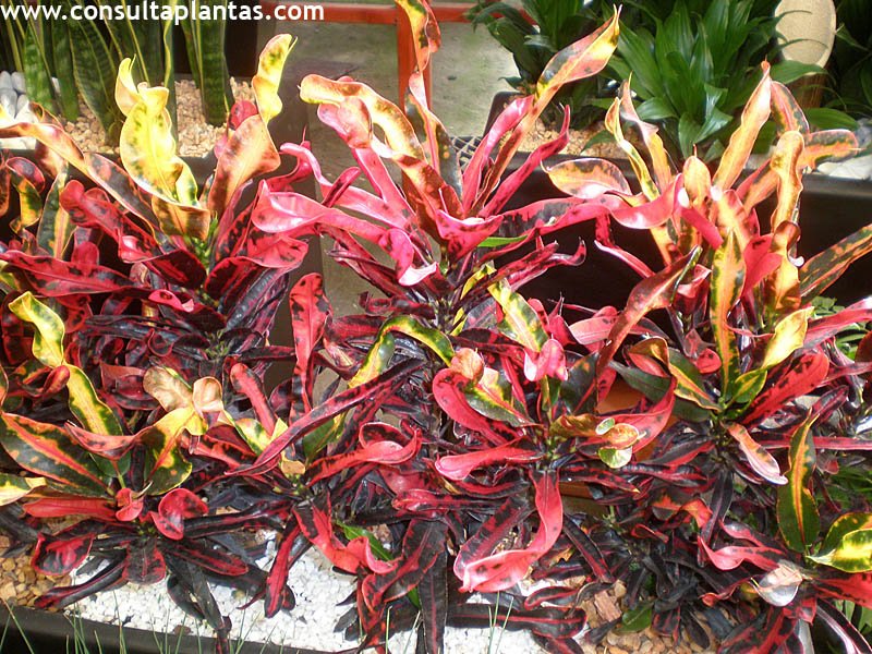 Croton codiaeum variegatum o croto crotos