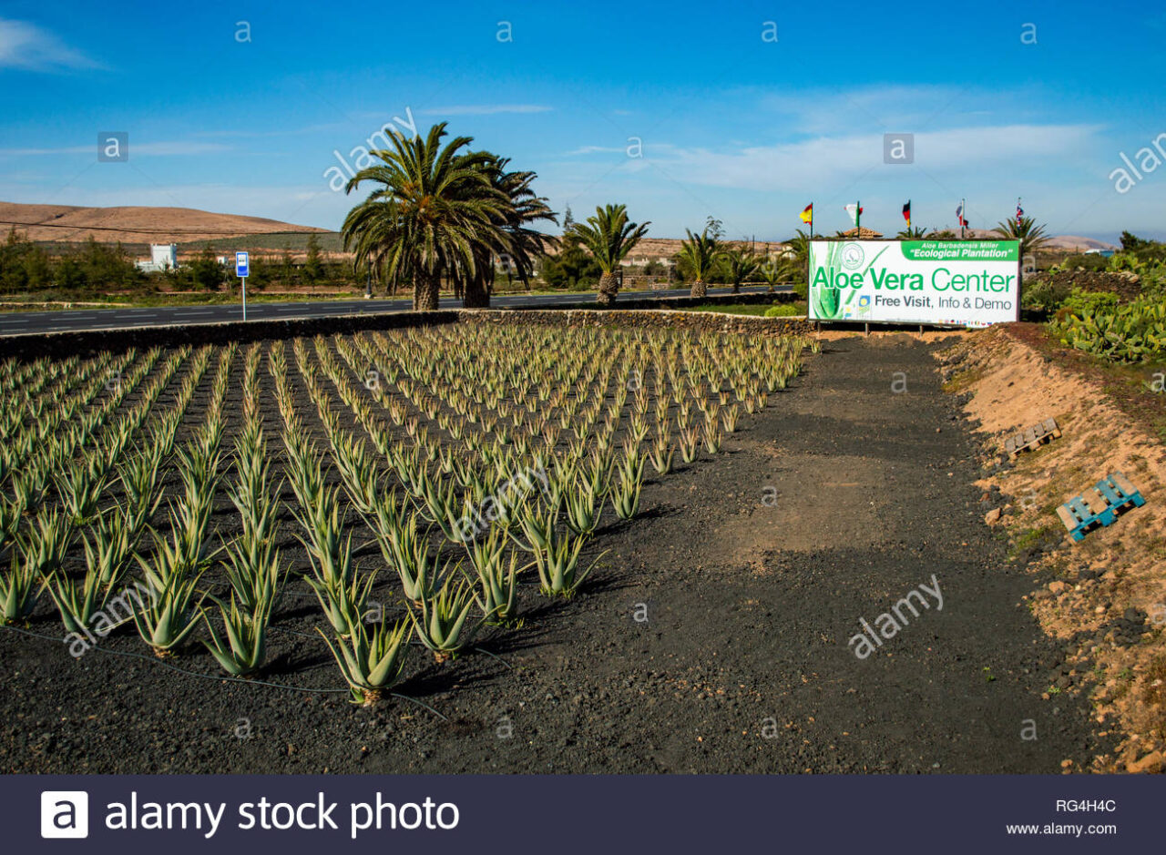 Natura canaria aloe vera