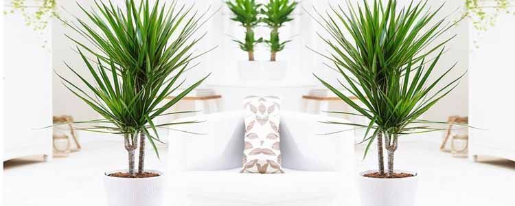 Dracena marginata secandose las hojas