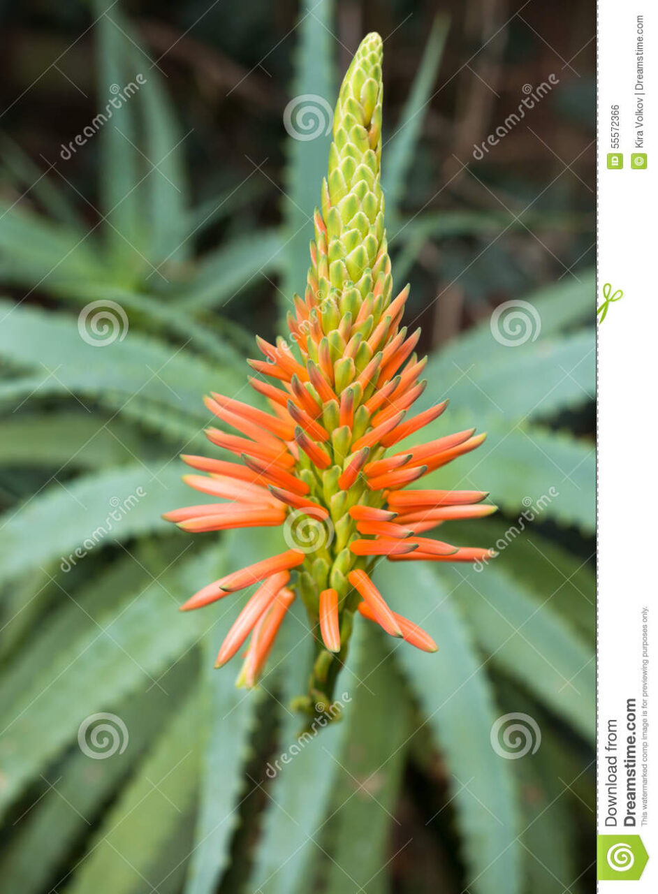 Flor aloe vera planta