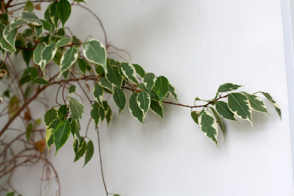 Ficus benjamina ramas secas