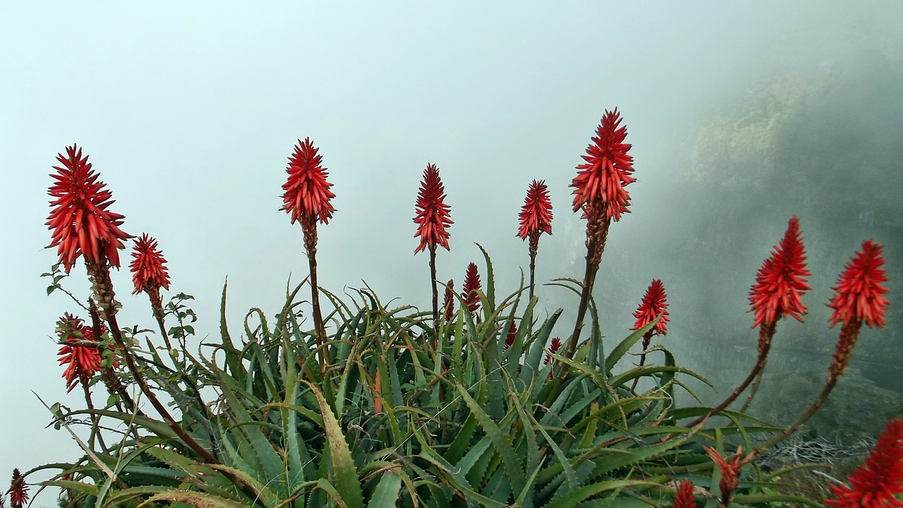 Aloe vera y quimioterapia