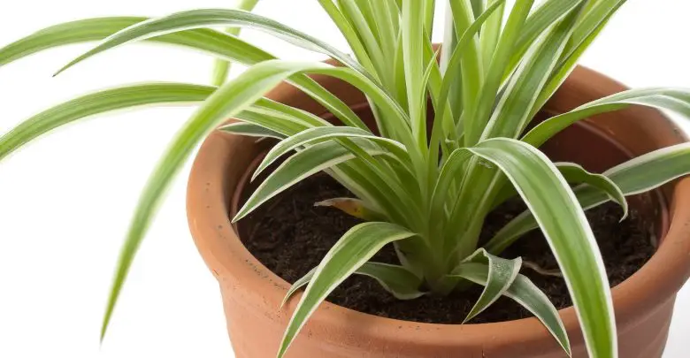 Transplantar dracena deremensis