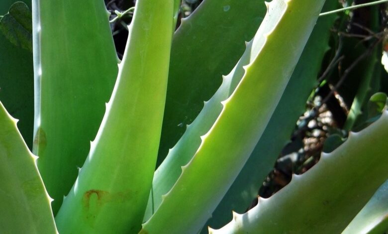 El aloe vera es buena para la cara