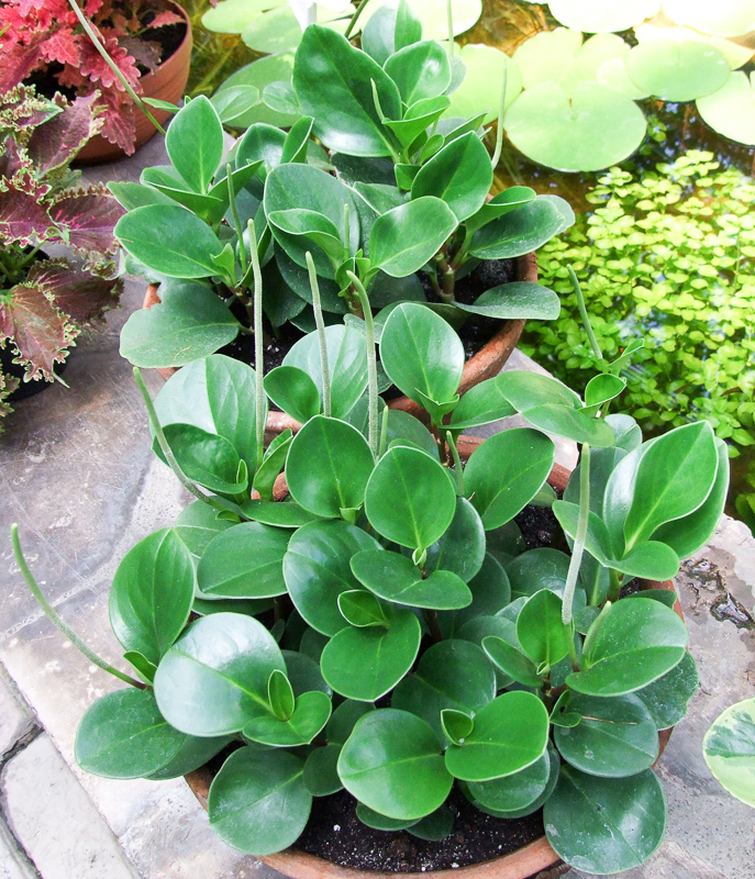 Planta peperomia polybotrya las hojas de risa