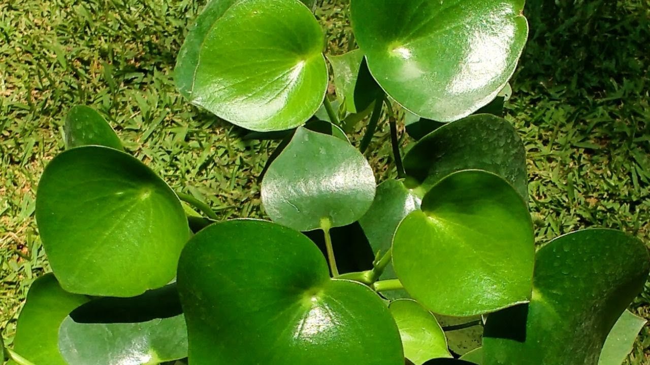 Peperomia hojas caidas