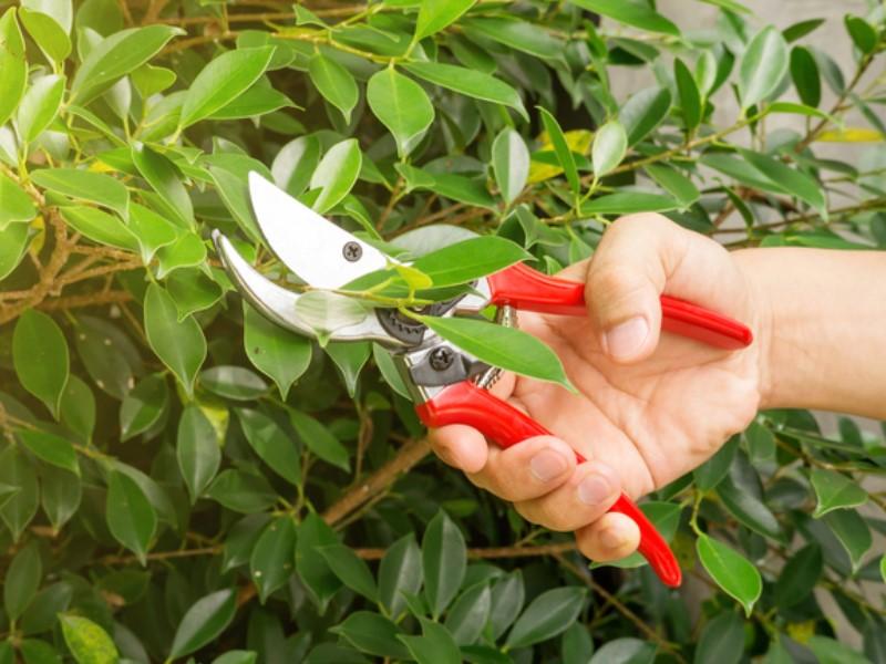 Ficus benjamina formas poda