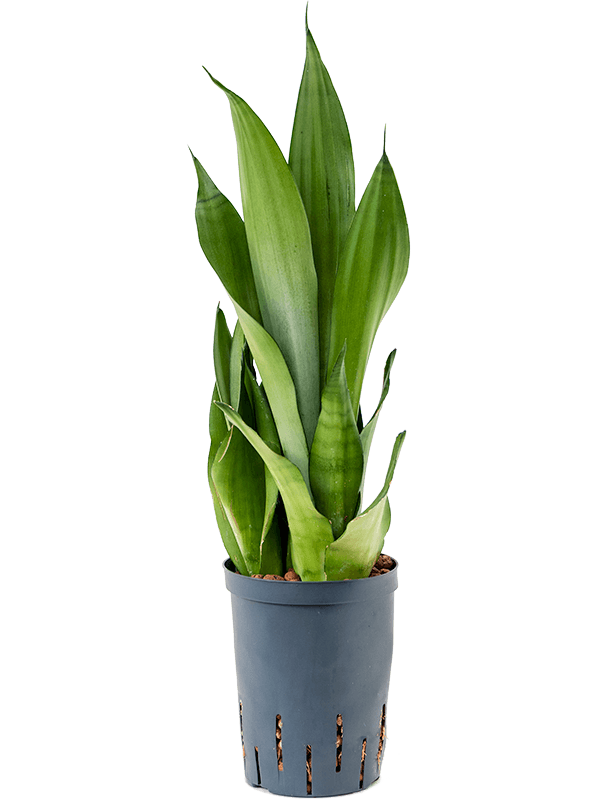 Sanseviera trifasciata moonshine