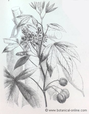 Yuca planta enfermedades