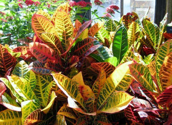 Abono para croton