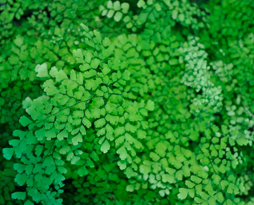 Adiantum capillus veneris heladas
