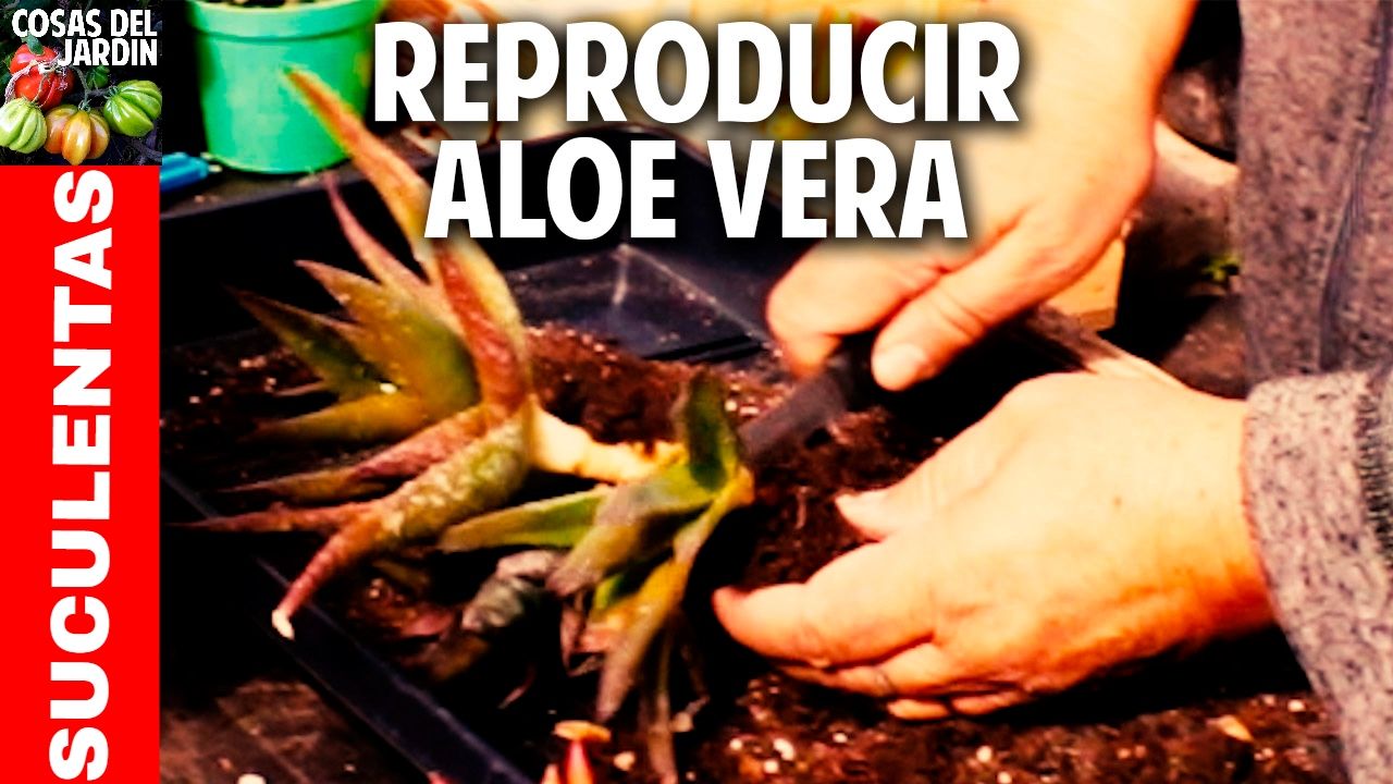 Como reproducir aloe vera