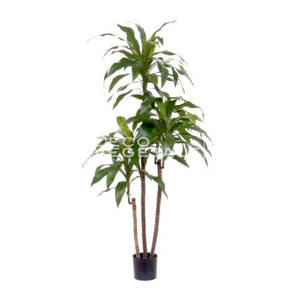 Fotos de dracena
