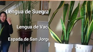 Sanseviera trifasciata hojas caidas