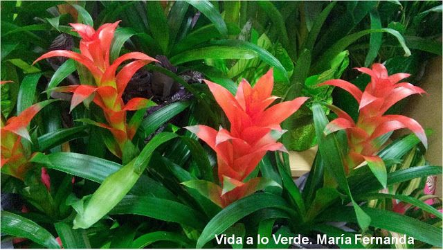 Caracteristicas de la planta bromelia