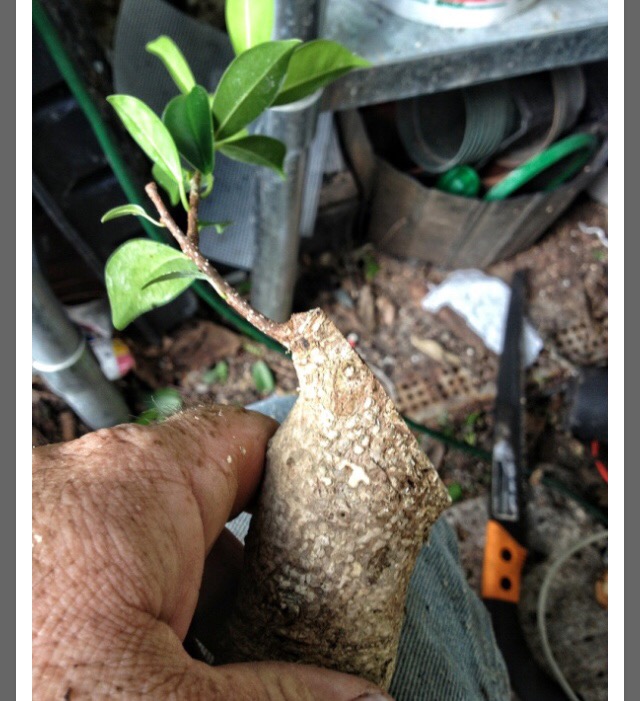 Diferencias ficus reyusa y ficus benjamina