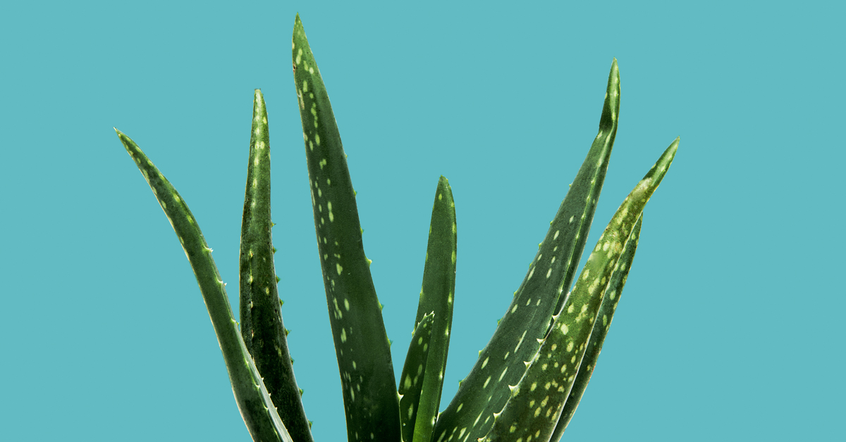 Aloe vera en el pene