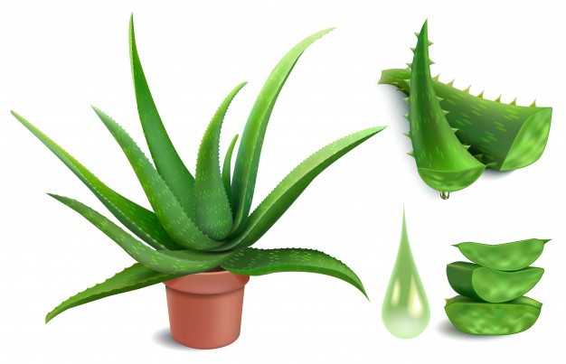 Planta aloe vera precio