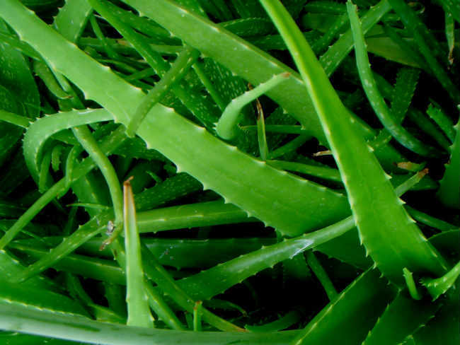 Aloe vera mancha la piel con el sol