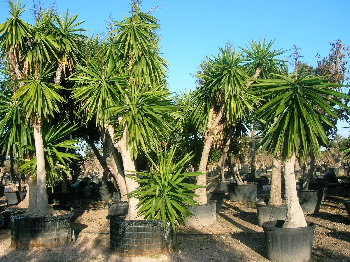 Planta de yuca peruana