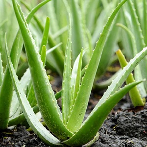 Planta aloe vera proprietati