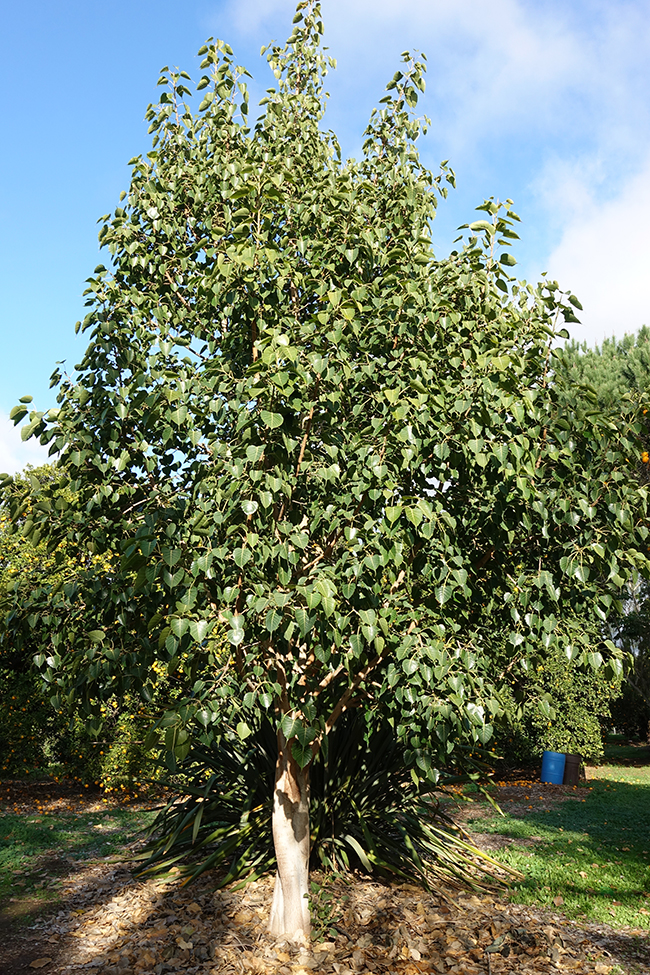 Ficus benjamina los cristianos tenerife