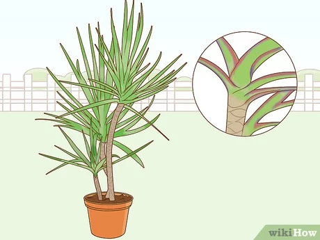 Cochinilla en dracena