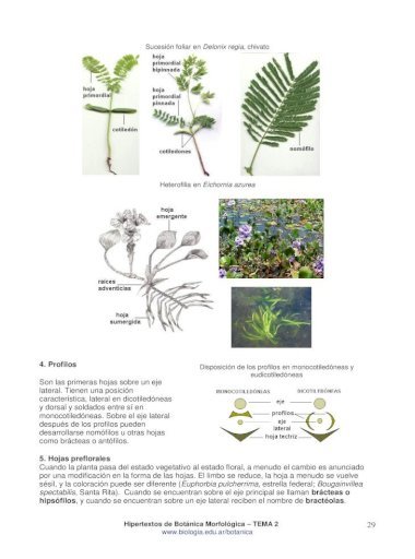 Adiantum reniforme origen