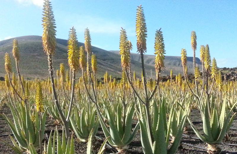 Cuantas variedades de aloe vera hay