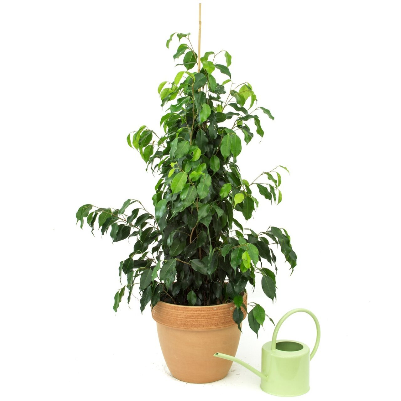 A tener en cuenta para cuidar ficus benjamina